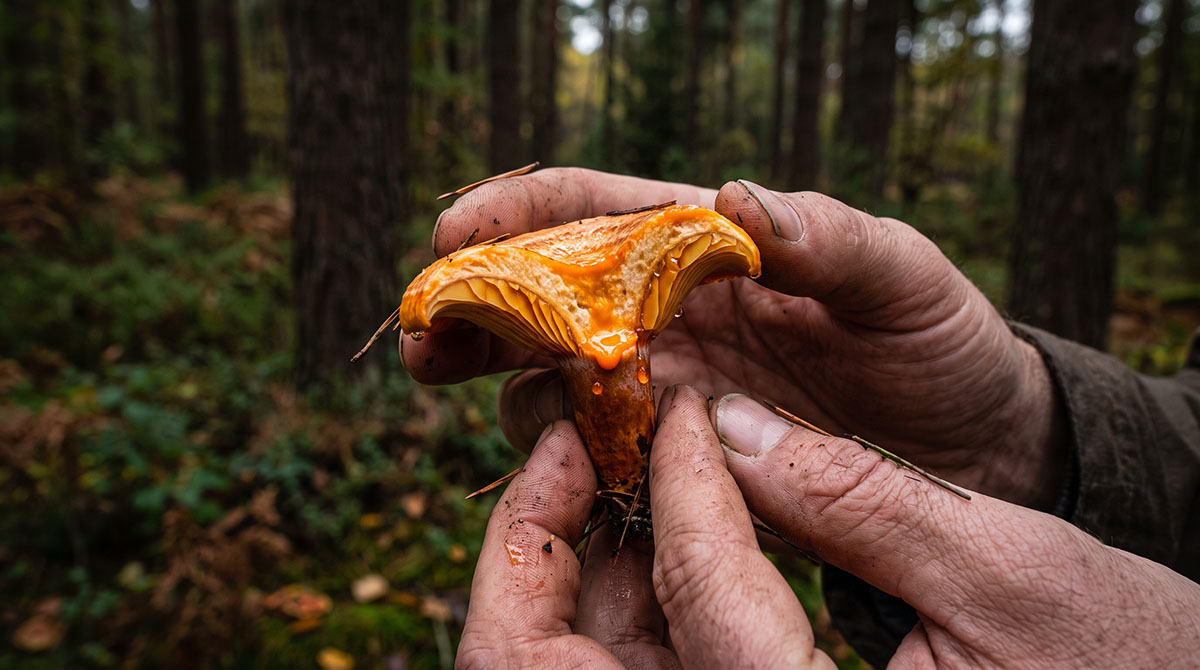 Prawdziwy rydz jadalny z pomarańczowym mleczkiem w dłoni grzybiarza Zbliżenie na świeżo ściętego rydza z widocznym, charakterystycznym pomarańczowym mleczkiem na blaszkach.