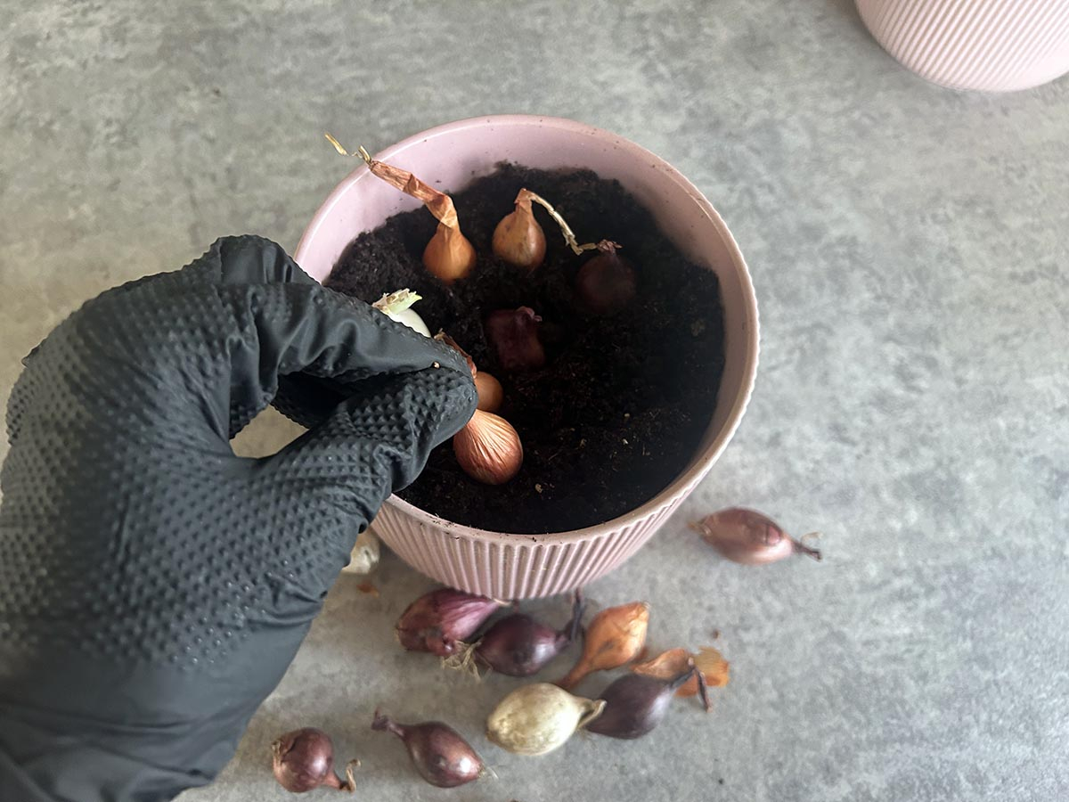 sadzenie cebulek na szczypiorek