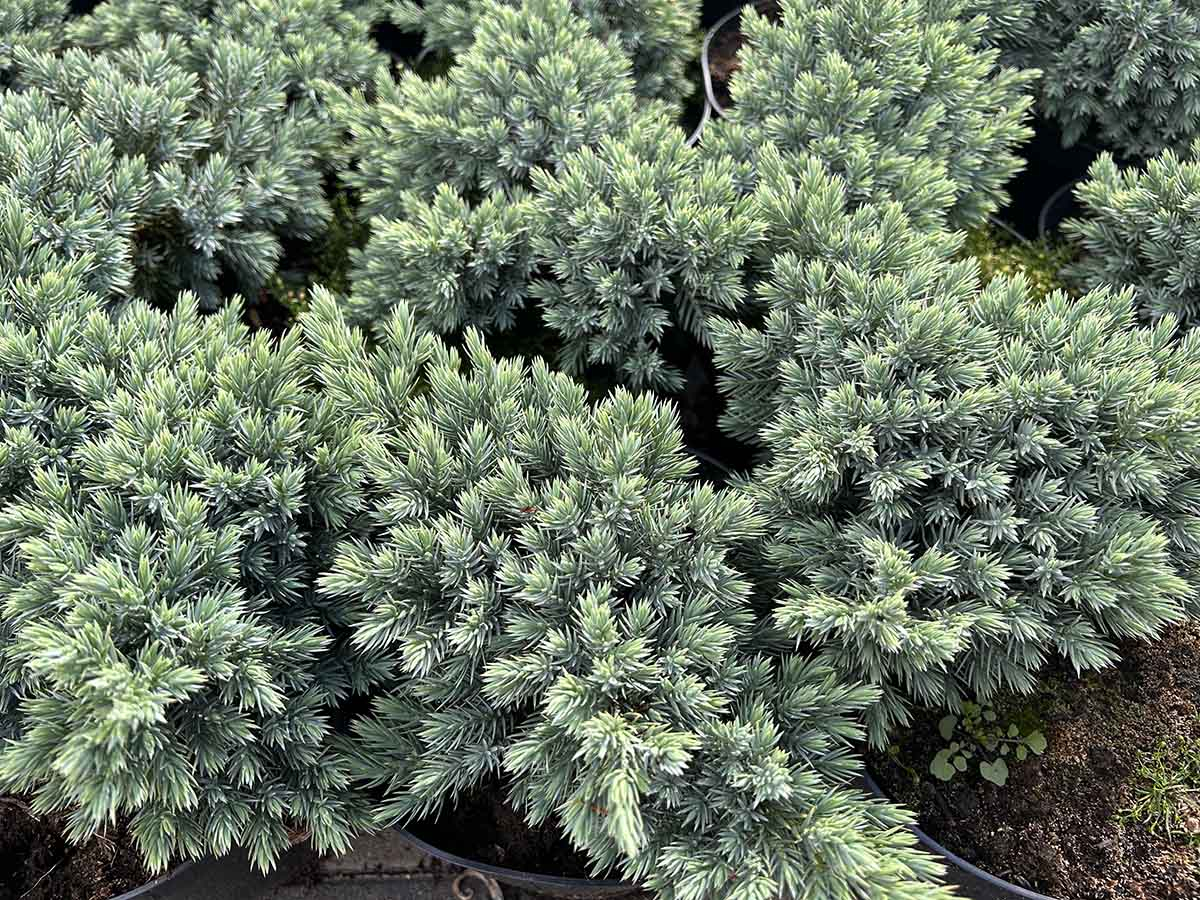 adzonki jałowca Blue Star - zwarty pokrój i barwa igieł Młode, gęste sadzonki jałowca łuskowatego 'Blue Star' o stalowoniebieskich igłach w doniczkach produkcyjnych