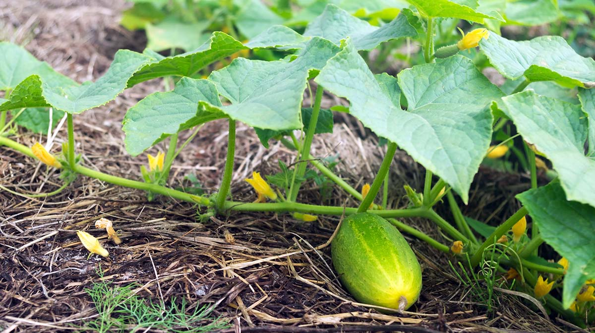 Warstwa słomy rozłożona pod krzaczkami ogórków gruntowych.