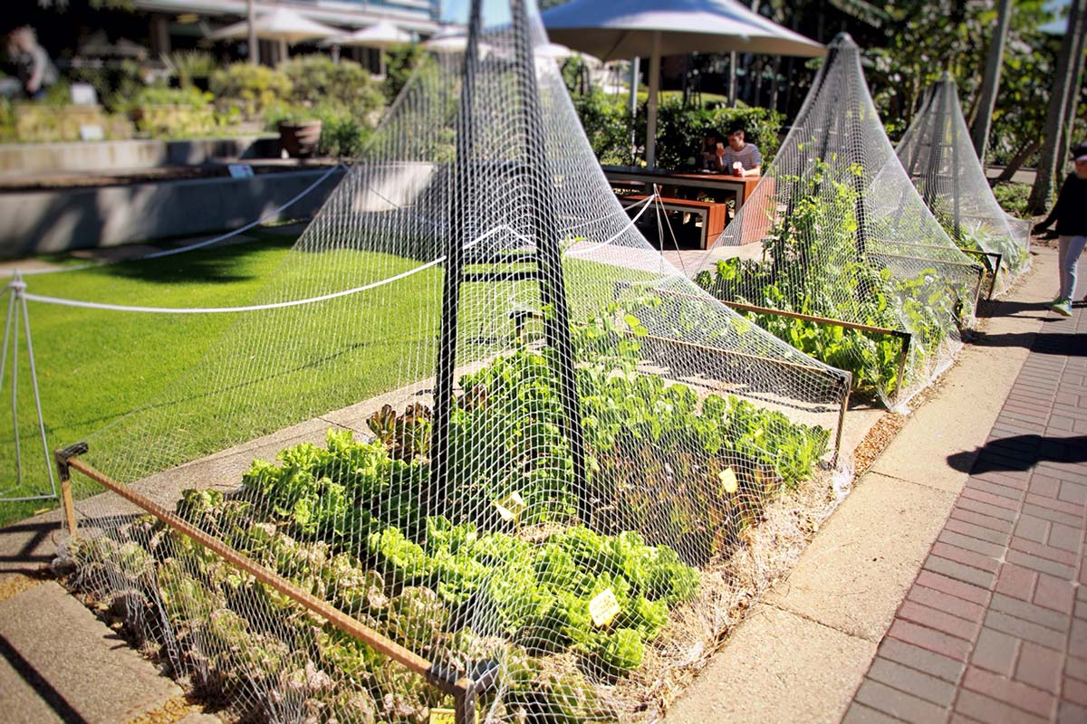 Zielona siatka cieniująca zamontowana na stelażu nad uprawą ogórków.