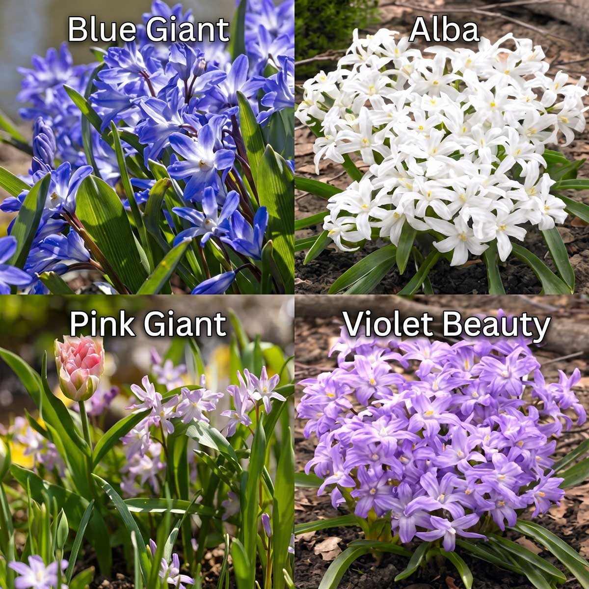 Porównanie odmian śnieżnika: Blue Giant, Alba, Pink Giant, Violet Beauty Kolaż czterech odmian śnieżnika: Blue Giant (niebieski), Alba (biały), Pink Giant (różowy) i Violet Beauty (fioletowy) w ogrodzie.