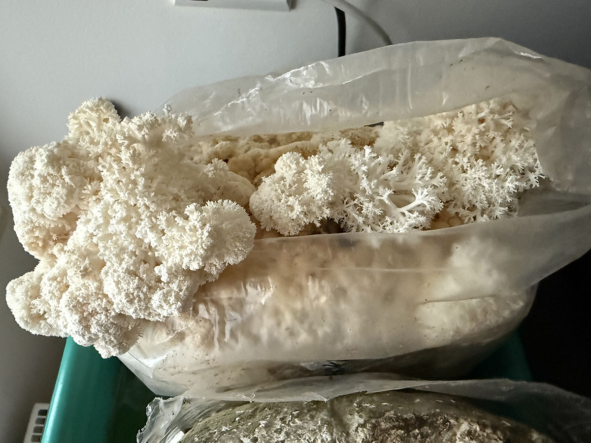 soplowkajezowata