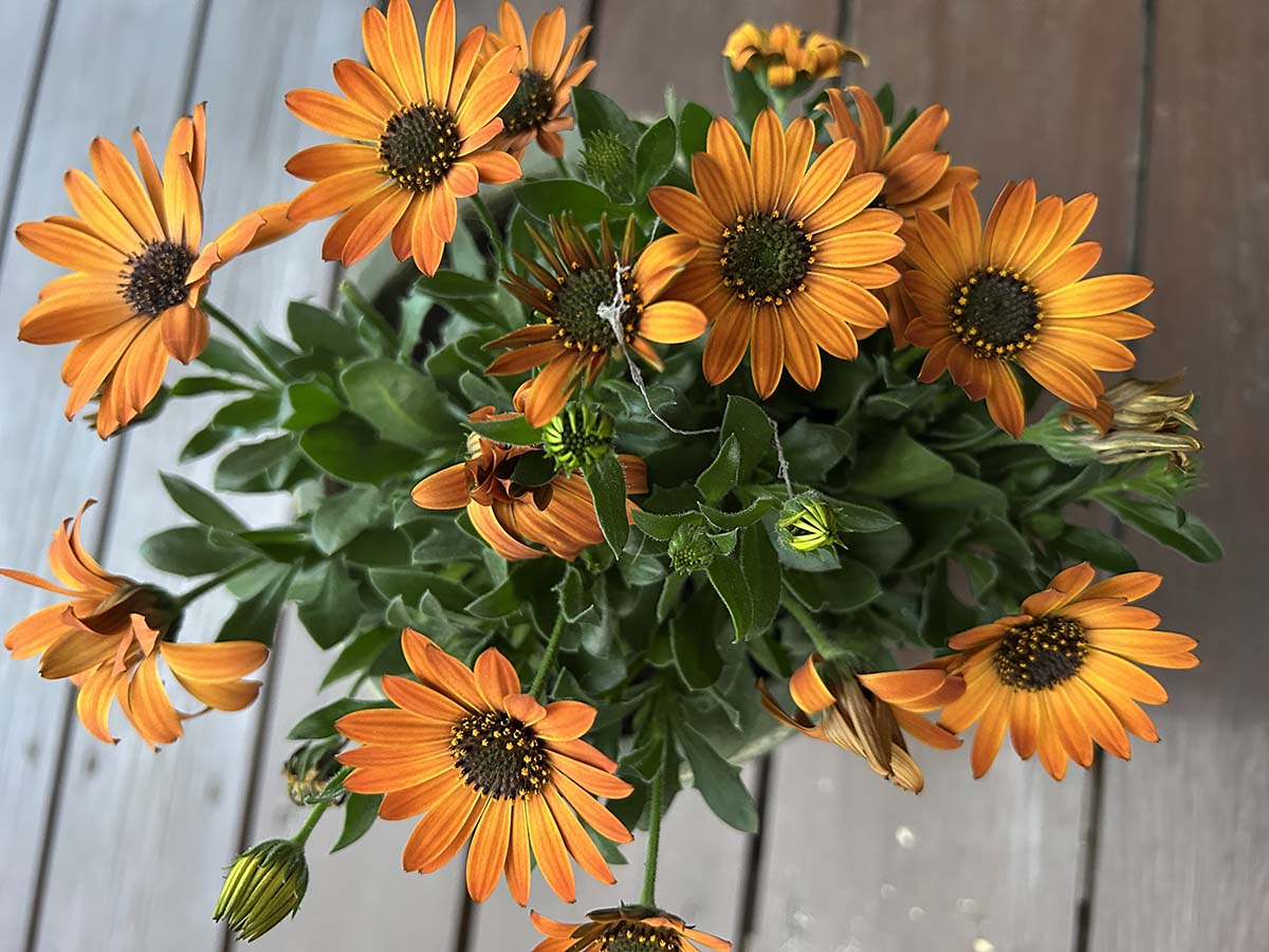 Zbliżenie z góry na kępę intensywnie pomarańczowych kwiatów stokrotki afrykańskiej (Osteospermum) z licznymi zielonymi pąkami kwiatowymi i jednym przekwitłym pąkiem na tle ciemnej podłogi