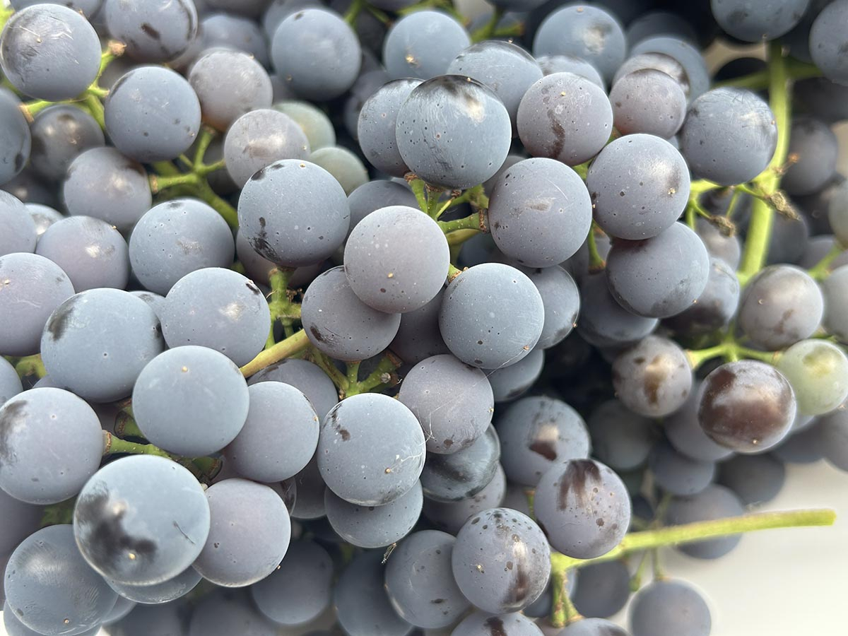 Zbliżenie na świeżo zebrane ciemne winogrona ogrodowe z naturalnym nalotem