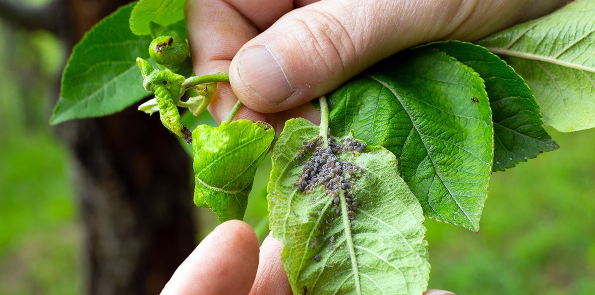 Zbliżenie na spód liścia jabłoni ze śladami żerowania mszyc i drobną pajęczynką przędziorków