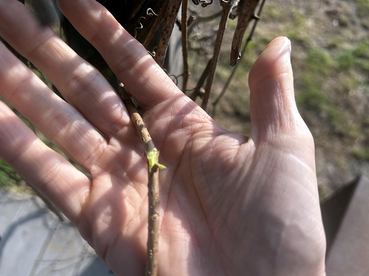 Test zdrapki test zdrapki