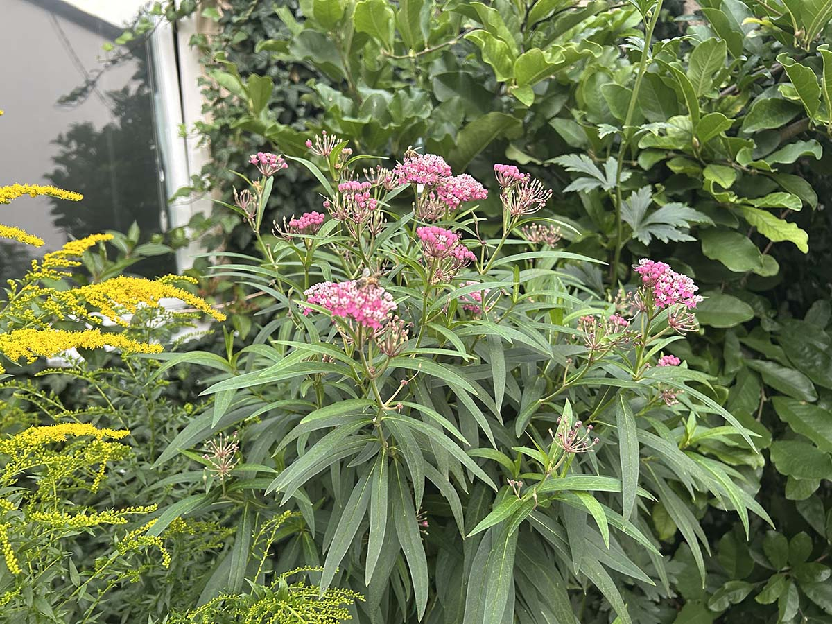 Trojeść krwista na rabacie naturalistycznej. Kępa kwitnącej trojeści krwistej o różowych kwiatach na ogrodowej rabacie.