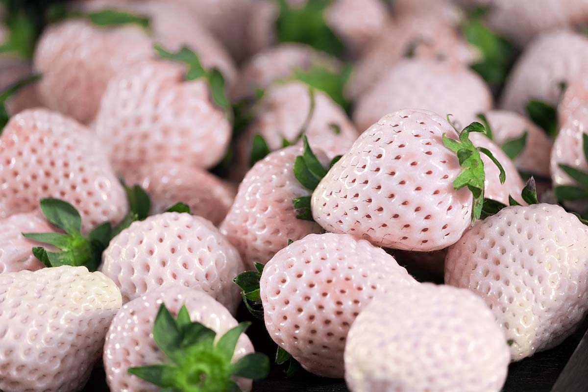 Truskawka ananasowa Pineberry - białe truskawki z czerwonymi pestkami kremowo-białe truskawki ananasowe z wyraźnymi, czerwonymi nasionami na tle zielonych liści