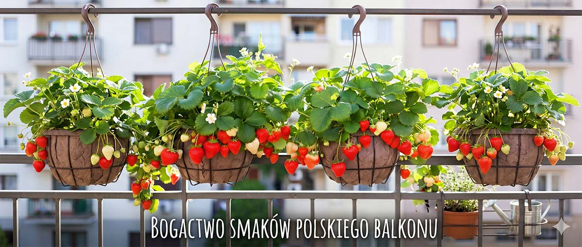 Bujny krzak truskawki zwisającej z długimi pędami pełnymi białych kwiatów i czerwonych owoców, podwieszony pod zadaszeniem balkonu