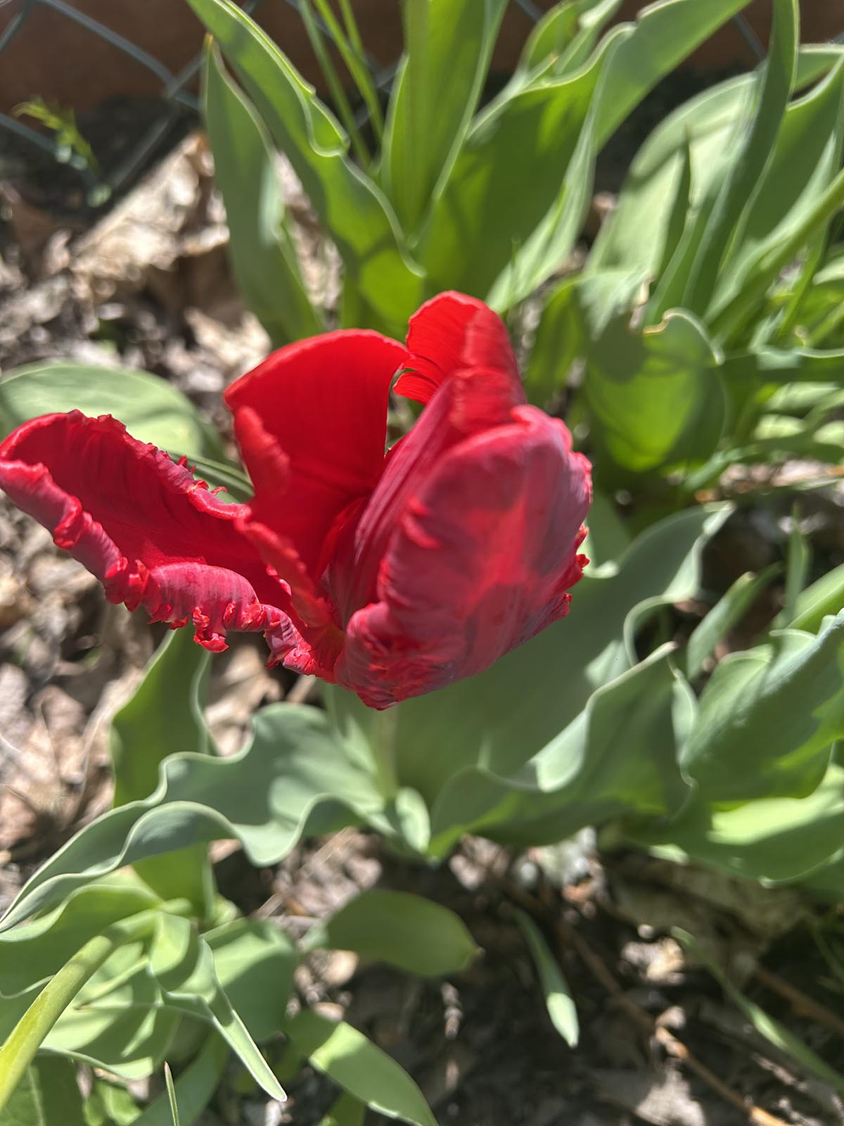 czerwony przekwitły tulipan