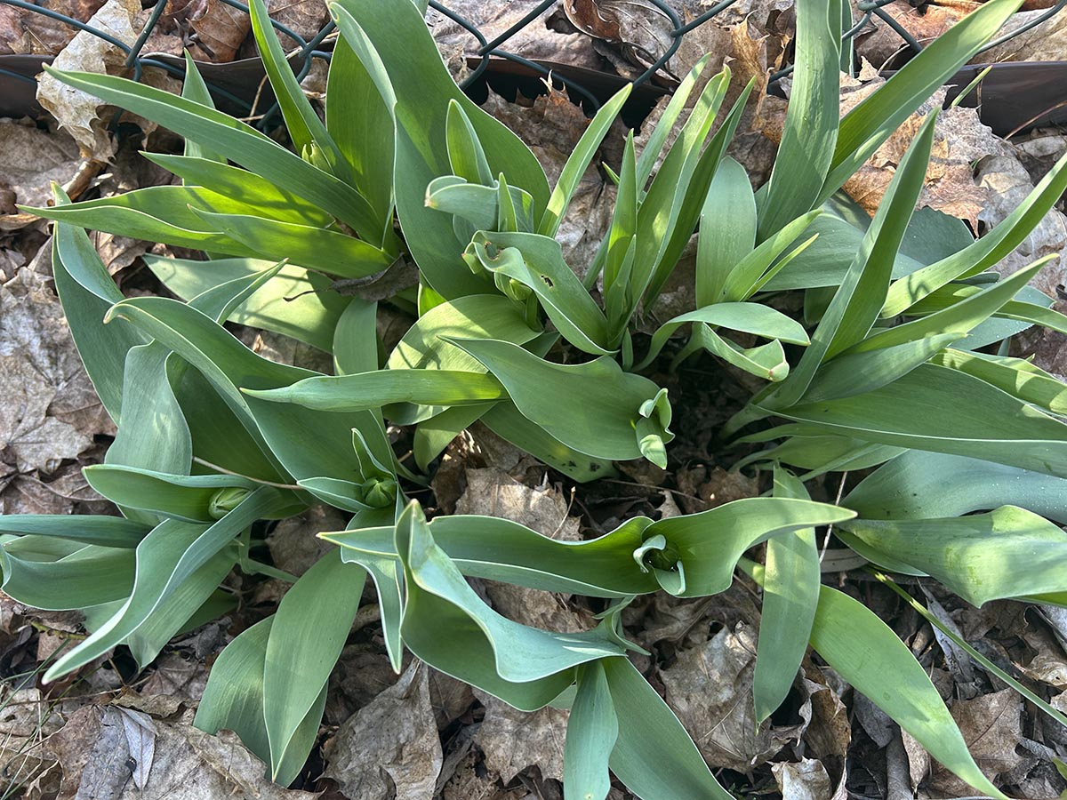 tulipany przed kwitnięciem