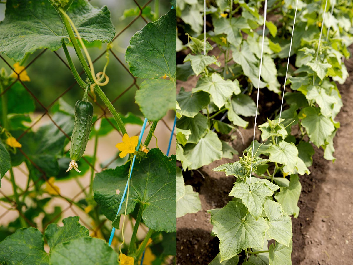Porównanie uprawy ogórków na siatce i w pionie na sznurkach.