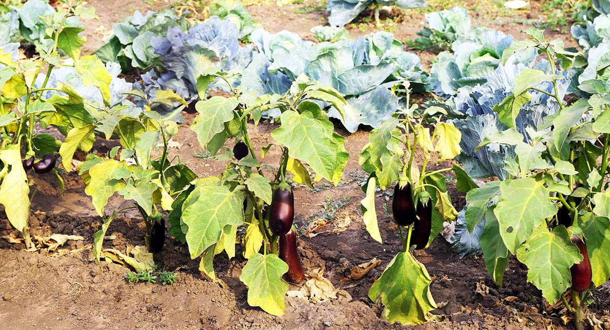 Uszkodzone liście warzyw w wyniku niewłaściwego podlewania podczas upałów.