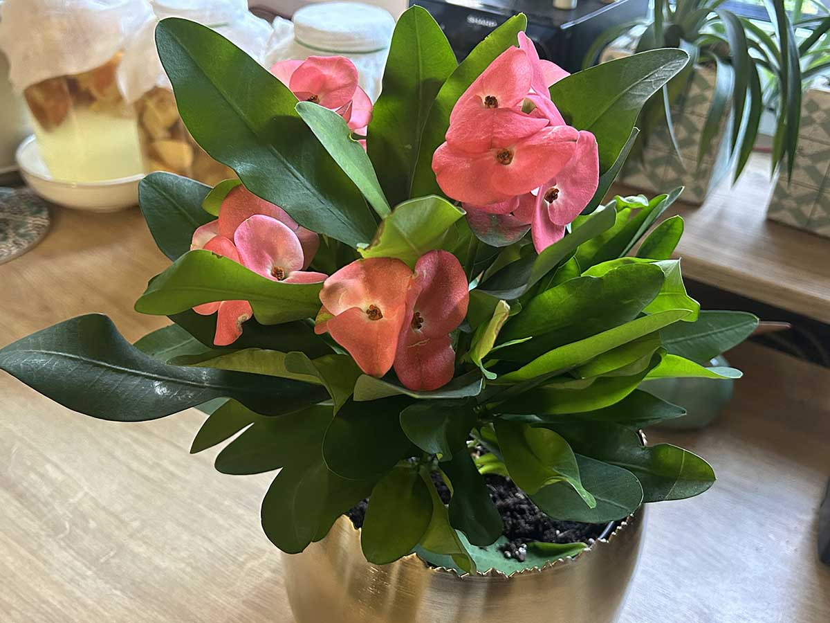 Wilczomlecz okazały (Euphorbia milii) - pokrój i stanowisko w domu Wilczomlecz okazały (korona cierniowa) o łososiowo-różowych kwiatach uprawiany w doniczce na parapecie