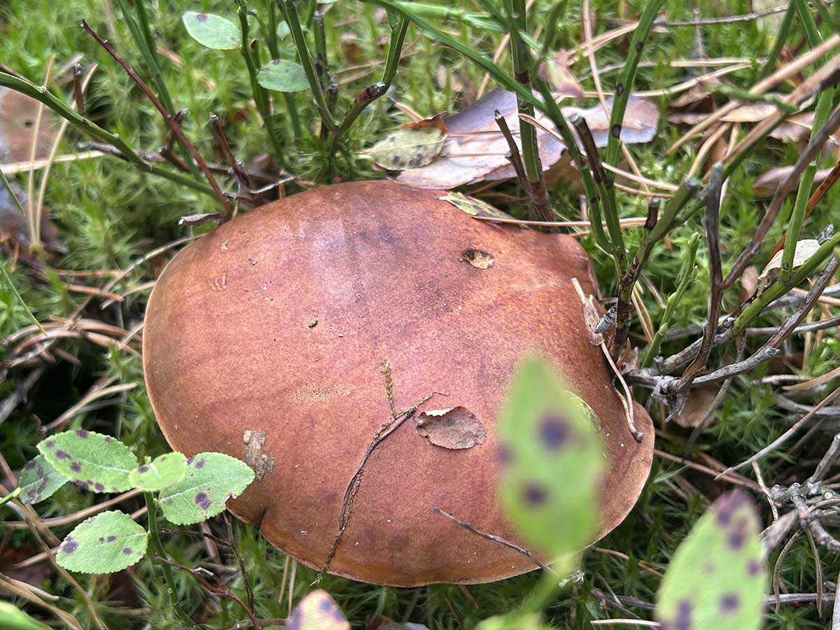 Wilgotna ściółka leśna z rosnącym grzybem Kapelusz grzyba ukryty w wilgotnym mchu i pędach borówki czarnej