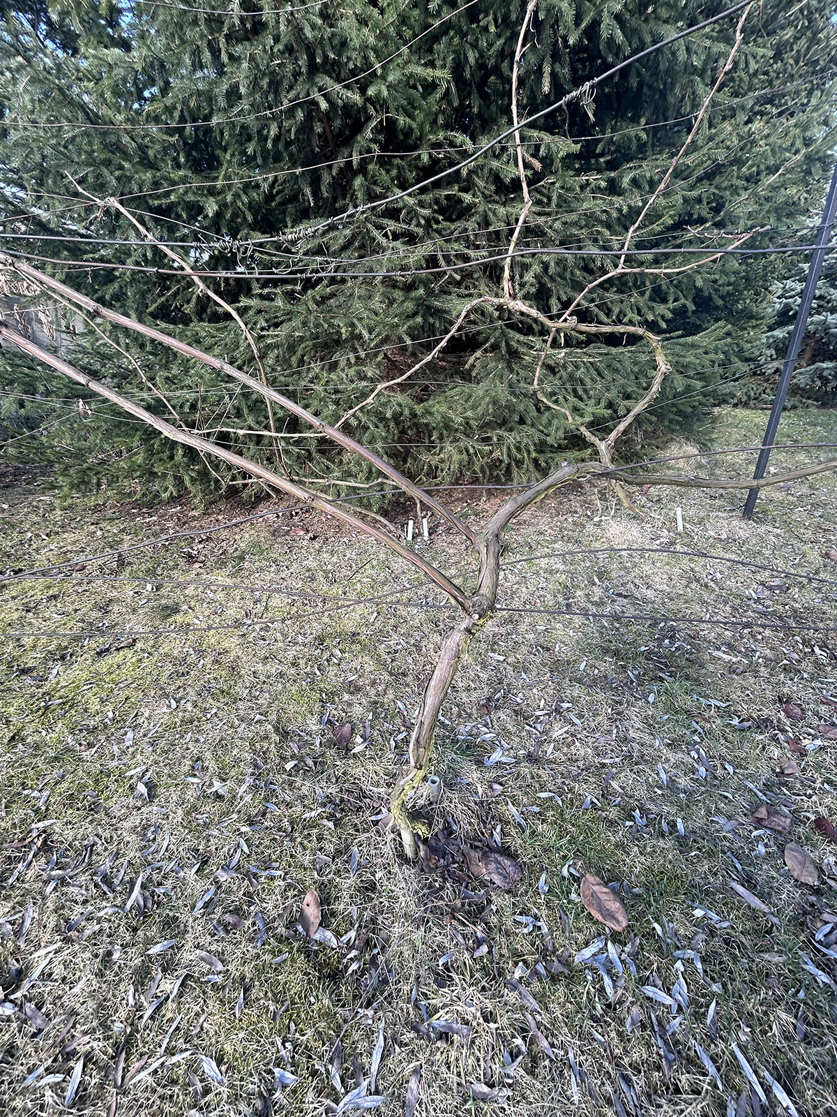 Winorosl w marcu winorosl wiosna