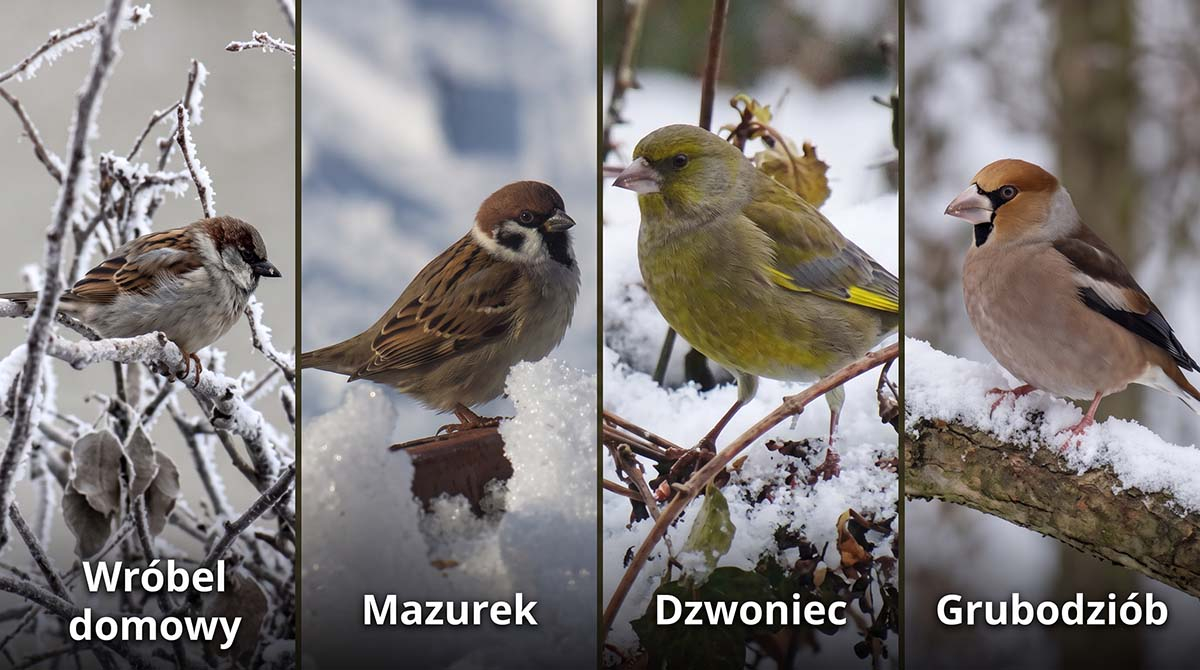 Zestawienie czterech ptaków zimujących w ogrodzie: wróbel domowy na oszronionej gałęzi, mazurek na śniegu, dzwoniec zwyczajny oraz grubodziób na zaśnieżonym konarze.