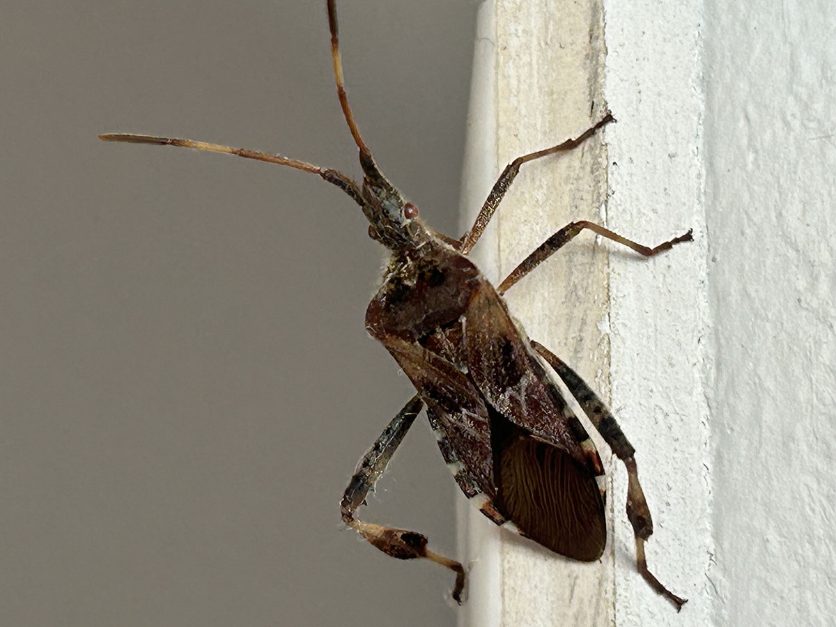 Wtyk amerykański jesienią na ścianie domu Wtyk amerykański (Leptoglossus occidentalis) na ścianie, z bliska widoczne długie czułki i spłaszczone tylne odnóża