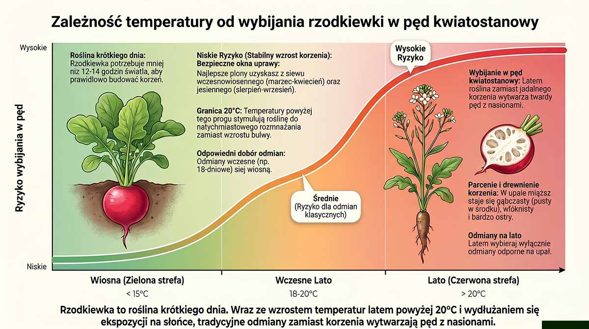 Wykres liniowy pokazujący zależność między rosnącą temperaturą i długością dnia a ryzykiem wybijania rzodkiewki w pęd kwiatowy. Zielona strefa to wiosna (bezpieczna), czerwona to lato (wysokie ryzyko dla klasycznych odmian).