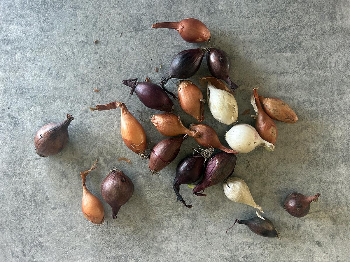 sadzenie szczypiorku z cebuli w doniczce krok po kroku