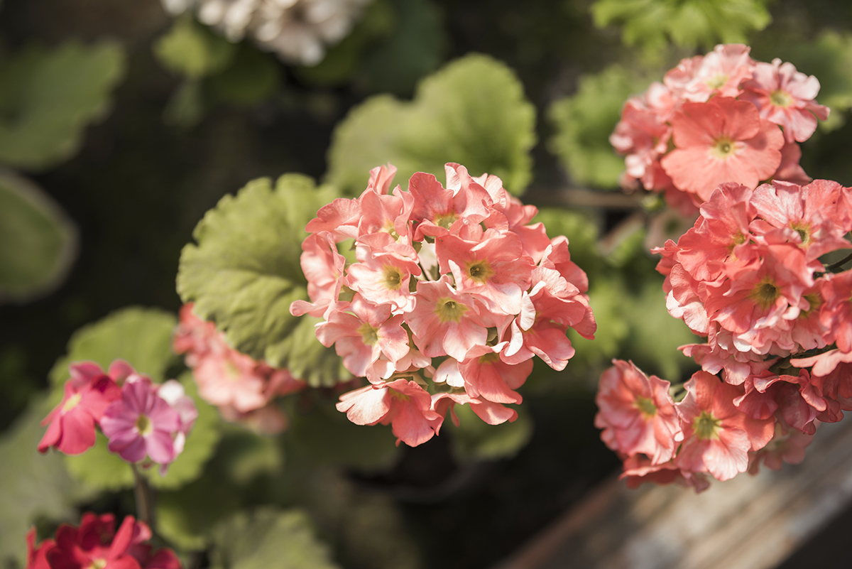 wyjatkowa pelargonia w kolorze pomaranczowym