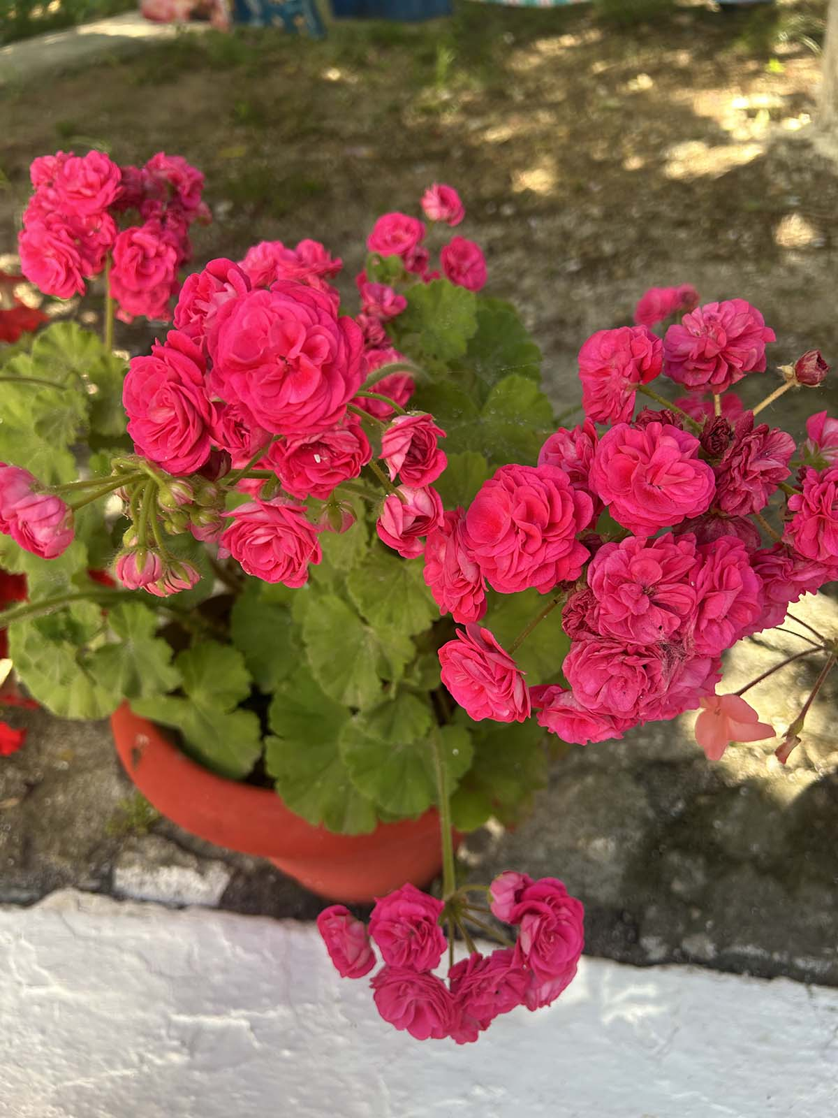 Efekt zagęszczania pelargonii - gęsty pokrój i mnóstwo pąków Zbliżenie na gęstą pelargonię o intensywnie różowych kwiatach rosnącą w donicy