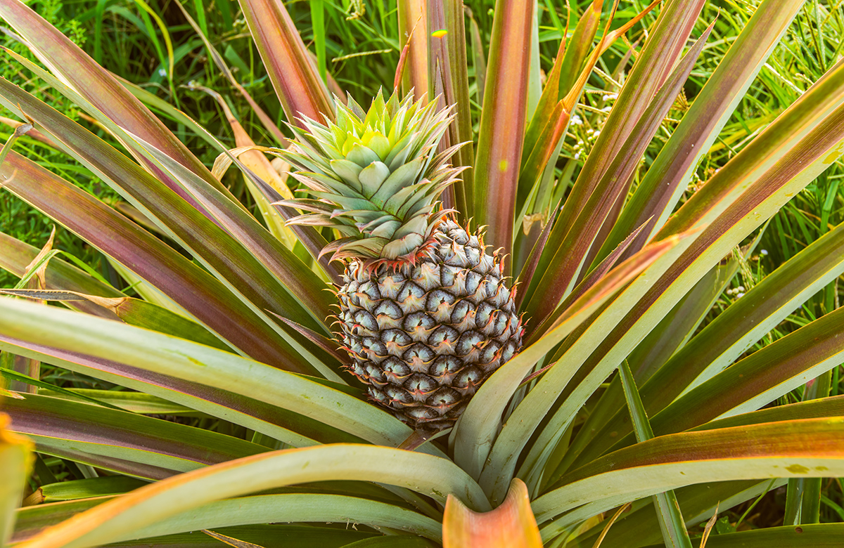 zblizenie jak rosnie ananas