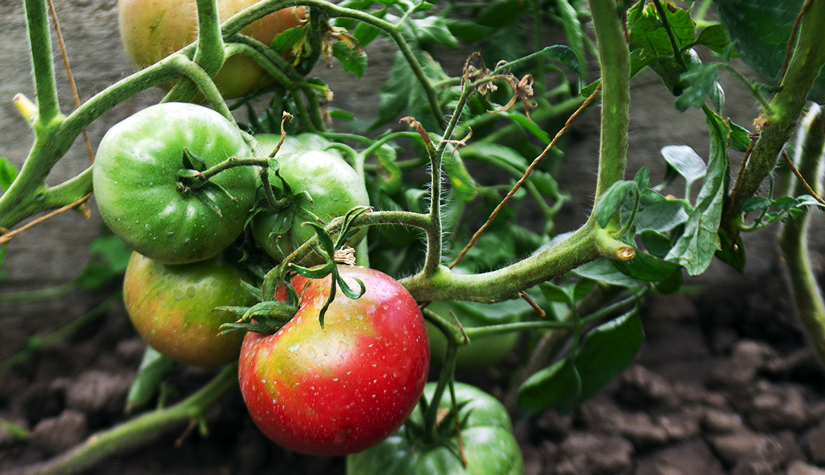 zblizenie na zielone i czerwone pomidory na krzaczku w ogrodku