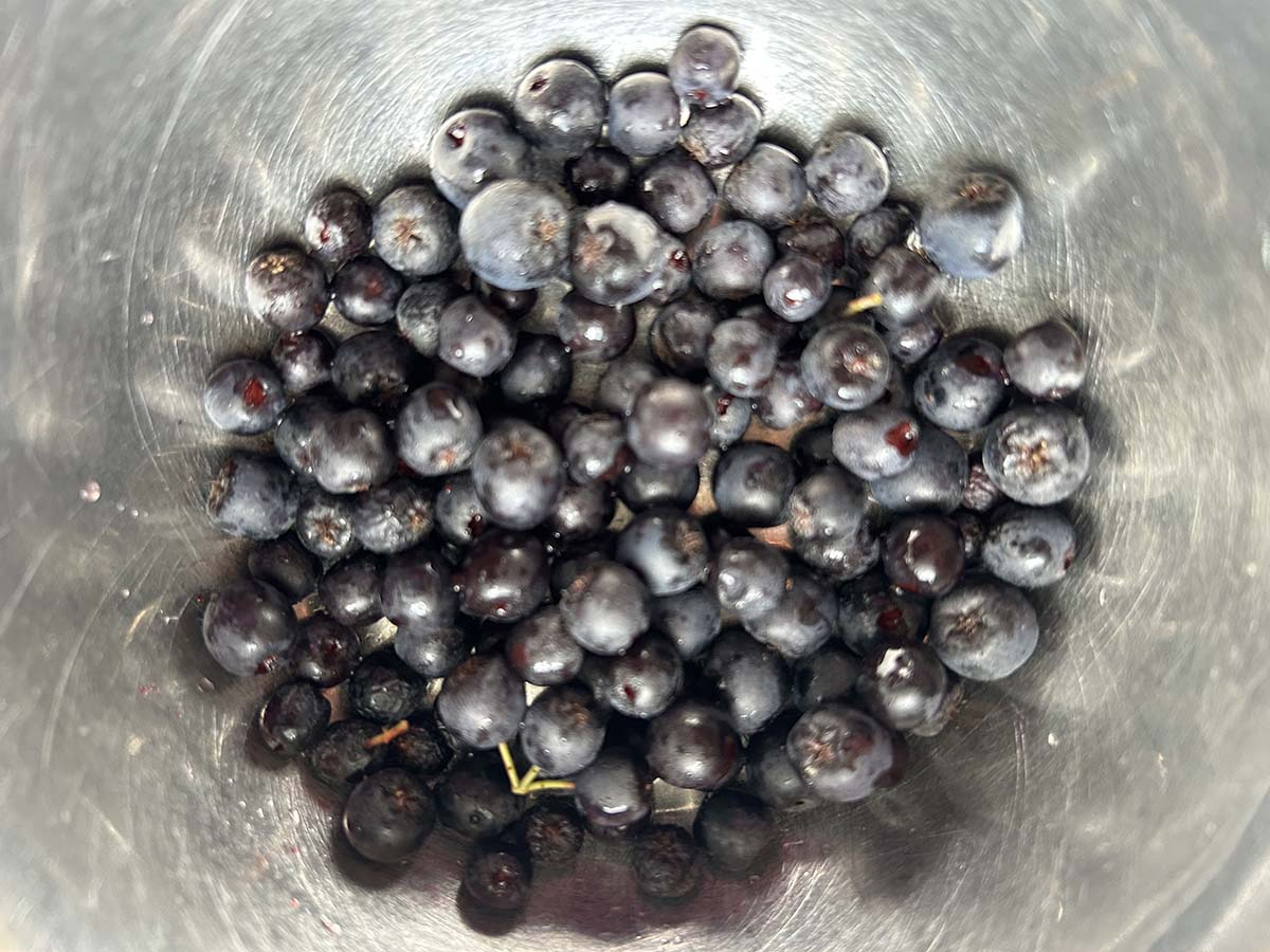 Aronia przygotowanie do przetworów Miska pełna świeżo zebranych, umytych, ciemnych owoców aronii przygotowanych do przetworów.