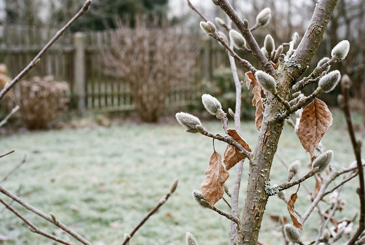 Pąki magnolii pokryte szronem na gałęzi późną jesienią