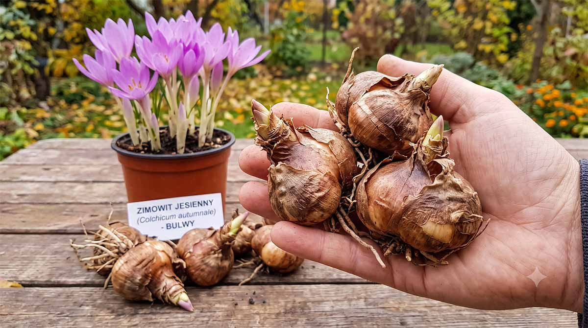 Zimowit jesienny (Colchicum) zimowit jesienny cebulki do sadzenia