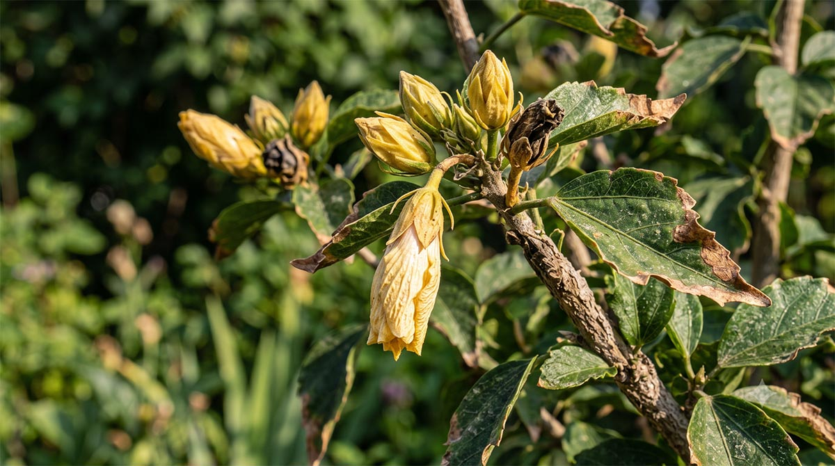 Żółte i opadające pąki hibiskusa Żółte pąki hibiskusa na gałązce, które opadają z powodu błędów w podlewaniu.