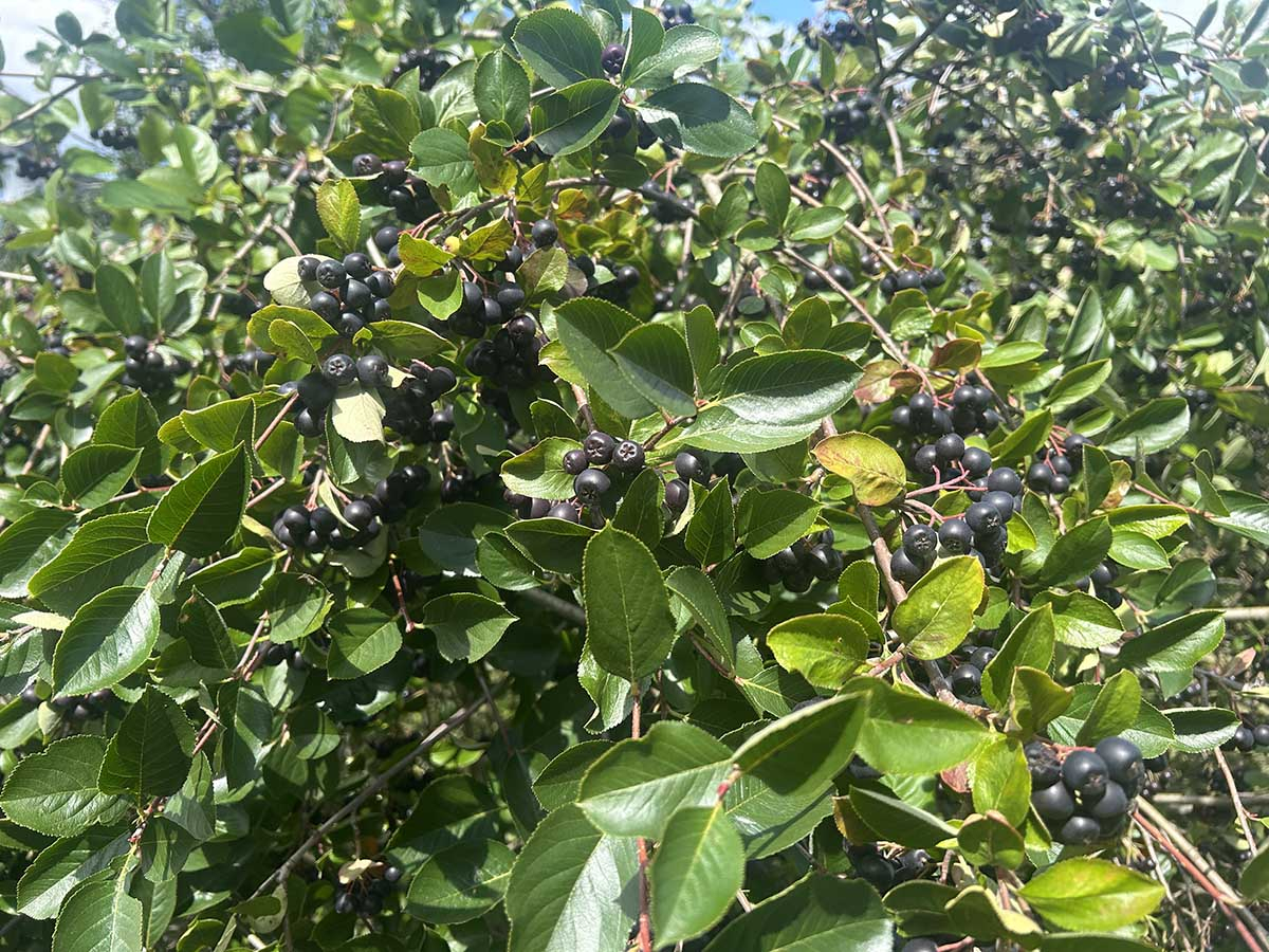 Aronia obfity plon Gęste kiście czarnych, dojrzałych owoców aronii na krzewie, gotowe do zbioru.
