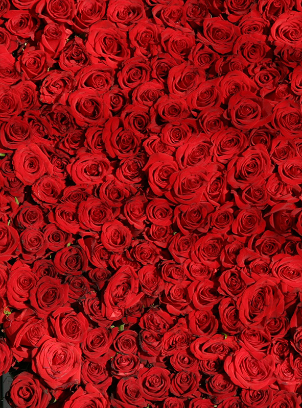 czerwone róże Gardenowo