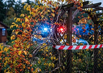 Zakazane rośliny w Polsce. Za te gatunki w ogrodzie grozi do 1 mln zł kary. PEŁNA LISTA
