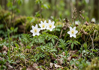 Które zawilce sadzimy teraz, a z którymi musisz poczekać do jesieni 