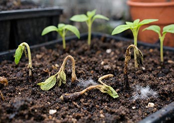 Zgorzel siewek - jak zapobiegać i ratować rozsady? Objawy, przyczyny i skuteczne sposoby