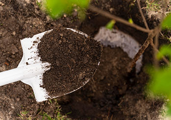 Czym zakwasić glebę w ogrodzie? Sposoby na zakwaszenie ziemi pod hortensje, borówki, rododendrony i inne rośliny kwaśnolubne