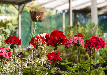 Jak przezimować pelargonię? Przechowywanie pelargonii zimą