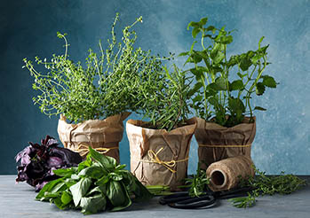 Jak uprawiać zioła w doniczkach? Zioła w doniczce - jak hodować i uprawiać zioła w kuchni, domu i na balkonie.