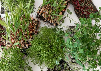 Zioła na odporność z własnej grządki: Czego nie kupować w aptece?