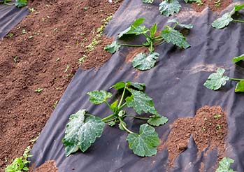 Zimna gleba niszczy ogórki? Ten trik błyskawicznie podniesie temperaturę podłoża | Gardenowo