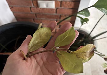 Dlaczego liście roślin żółkną? 10 najczęstszych przyczyn i rozwiązania