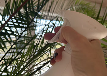 Zraszanie roślin – które rośliny lubią zraszanie, a których nie wolno spryskiwać?