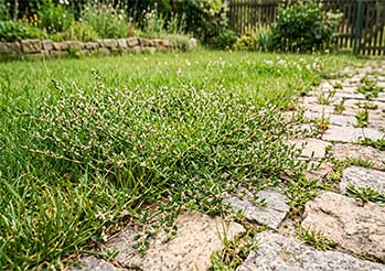 Rdest ptasi zarasta Twój trawnik i kostkę? Ta jedna metoda niszczy go szybciej niż chemiczne opryski